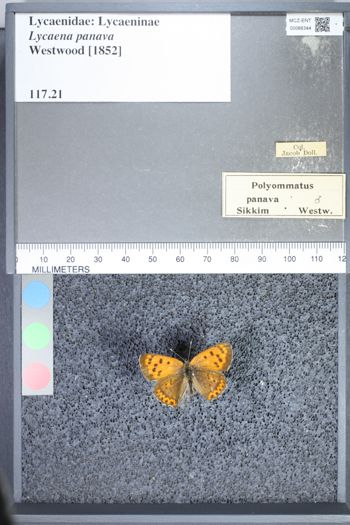 Media type: image;   Entomology 66344